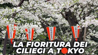 Lo spettacolo della FIORITURA DEI CILIEGI A TOKYO [upl. by Werda]