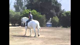 White Percheron gelding does it all [upl. by Burack]