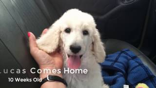 New Puppy Comes Home  Standard Poodle Owner [upl. by Pleione]