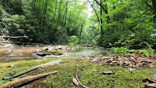 Smokey Mountains National Park Backwoods Creek [upl. by Anesuza]