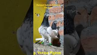 Original Rampuri Kalsire Kabootar For Sale kkabutargroup shortsvideo youtubeshorts pigeonshorts [upl. by Atsirhc]