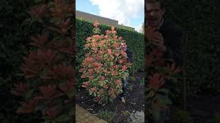 How Photinia Pink Crispy looks in Peters garden [upl. by Niajneb673]