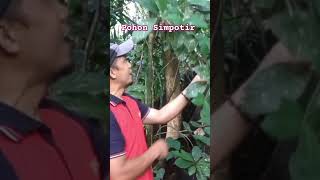 MENGENAL JENIS POHON SIMPOTIR Macaranga lowii [upl. by Witt]