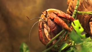 Coenobita clypeatus selfgrooming [upl. by Janey]