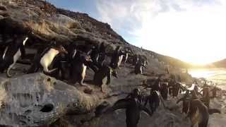 Caídas de Pingüinos Graciosas en National Geographic Channel [upl. by Mareah605]