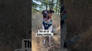 Another Thing I Always Do When Hiking My Reactive High Drive Dog [upl. by Loram523]