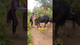 LSA🥹🧑‍⚕️video funny animalsvideo video 😭😭🧑‍⚕️🧑‍⚕️🥹🥹🧑‍⚕️ [upl. by Ilaire]