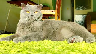 Regal British Shorthair Cat [upl. by Onilatac]