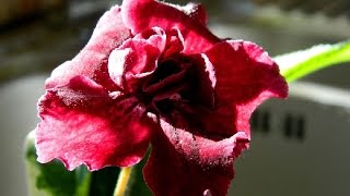 Streptocarpus Repotting [upl. by Vander]