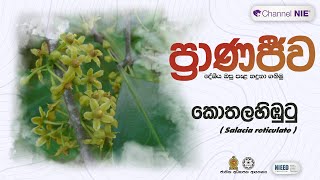 කොතල හිඹුටු  Salacia reticulata  ප්‍රාණජිව  දේශීය ඔසු පැළ හදුනා ගනිමු [upl. by Sualohcin362]