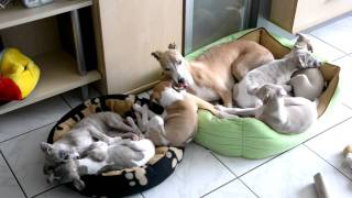 Whippet Idylle [upl. by Eneres141]