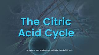 Overview of the citric acid cycle [upl. by Arahd]