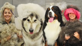 Top 10 most epic FURNADOES  10 best dog grooms [upl. by Portland133]