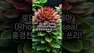 로디올라 로세아Rhodiola Rosea 홍경천의 효능 TOP 3 [upl. by Aufa778]