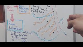 Arteria Iliaca interna  intrapelvicas viscerales y extrapelvicas [upl. by Mesics]