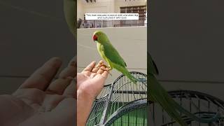 This man rescued a parrot with a broken leg and nurtured it with love animalshorts parrot [upl. by Evyn]