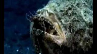 Humpback scorpionfish feeds on Lionfish [upl. by Ranee]