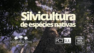 Silvicultura de espécies nativas  A nova economia florestal do Brasil [upl. by Karna]