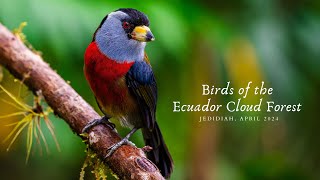 Birds of the Ecuador Cloud Forest [upl. by Gnoht414]