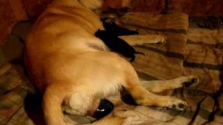 Naissance chien en direct  Live dog birth [upl. by Itsim205]