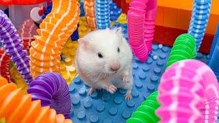 Hamster Escape Monster Maze  Cute Hamster pets Maze hamsterescape mazediytraps mrhammer 6 [upl. by Haimes]