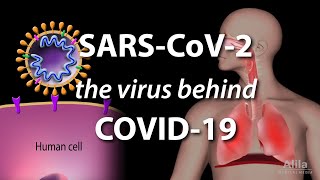 Understanding the Virus that Causes COVID19 Animation [upl. by Charbonneau]