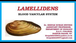 LAMELLIDENS  BLOOD VASCULAR SYSTEM [upl. by Larrad466]