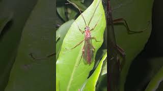 Ophion Obscuratus Ichneumon Wasp On Plant wasps insects nature [upl. by Haliek]