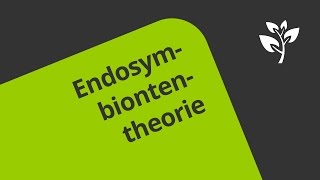 Die Endosymbiontentheorie Wie Chloroplasten und Mitochondrien entstanden sind  Biologie [upl. by Haden]