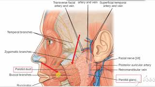 Parotid duct [upl. by Glori237]