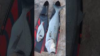 Gros Tassergal sur Digue  Chasse sousmarine 2024 epsealon spearfishing pesca pêche fishing [upl. by Vaules]