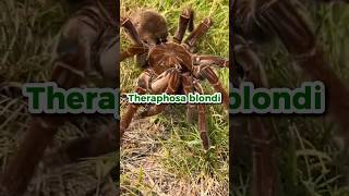 Theraphosa blondi  Aranha Golias  TocaDasTarantulas [upl. by Chilcote]