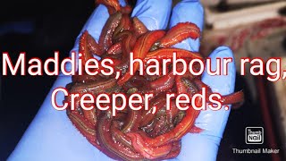 How to care for harbour ragwormmaddies [upl. by Leahcim]