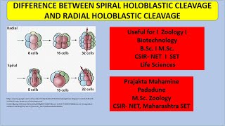 Difference between radial holoblastic cleavage and spiral holoblastic cleavage [upl. by Conroy200]