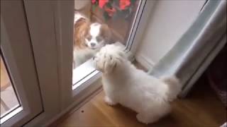 Mischievous Coton De Tulear Puppy  Funny video [upl. by Buford]