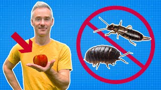 KILL Pill Bugs Earwigs amp Millipedes NATURALLY [upl. by Hanschen]