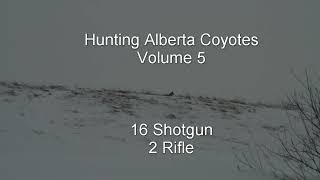 Hunting Alberta Coyotes Vol 5 16 Shotgun  2 Rifle [upl. by Ruyle468]