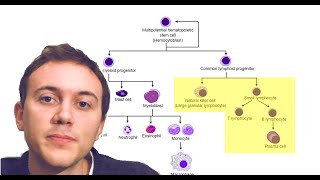 Blood Cancers Explained Leukemia Myeloma Lymphoma and more [upl. by Abekam612]