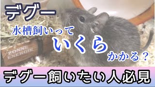 【デグー】水槽飼いの初期費用はかなり安い！飼うのに迷ったら見てみてください [upl. by Mignon]