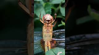 Hungry Dragonfly shorts nature trending food [upl. by Whitnell34]