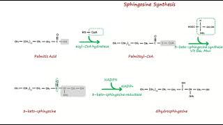 Sphingosine synthesis [upl. by Chris]