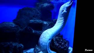 Enorme Pez morena  Giant Gentle Moray  muraena helena [upl. by Mellicent]