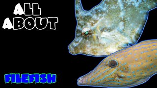 All About The Filefish [upl. by Memory]