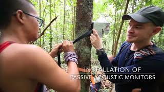 Bioacoustic Monitoring of Gibbons in Central Borneo [upl. by Anuahsat]