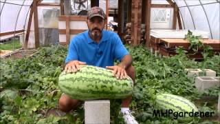 Greenhouse Watermelons  A 55 pounder  Oh Yeah [upl. by Fitalludba]