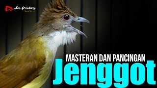 MASTERAN DAN PANCINGAN CUCAK JENGGOT GACOR [upl. by Knitter]