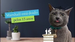 Marshall está doido pelos 15 anos gatos gatosfofosgatofalante gatoquefala trigatos gatopassea [upl. by Aisenat]