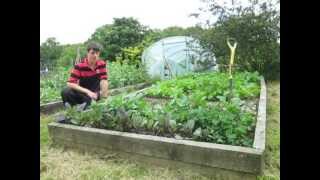 The Best way to plant out Brassicas and Time Lapse of the Greenhouse [upl. by Tinor]