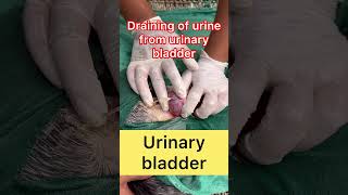 Draining of urine l Retention of urine l dr Umar khan [upl. by Enidlareg866]