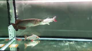 New fish added Pink tail chalceus and prochilodus flagtail with jardini arowana [upl. by Cohn650]